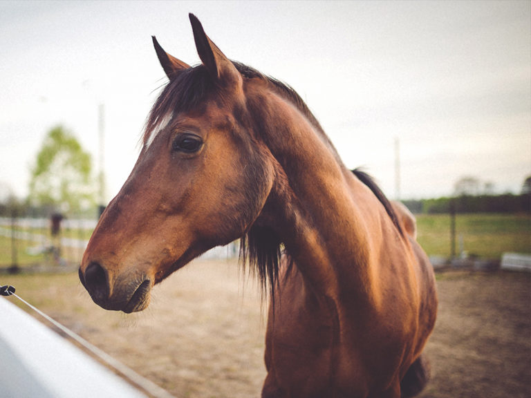 Tierhomoeopathischer-Notdienst-Pferd1