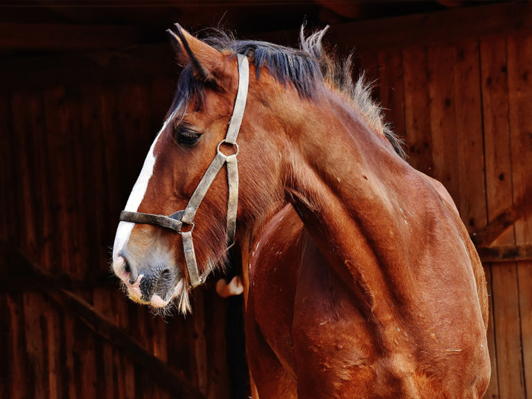 Tierhomoeopathischer-Notdienst-Pferd3