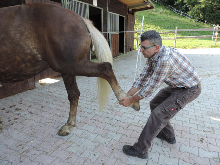 Tierhomoeopathischer-Notdienst-Tierphysiotherapie-Pferd1