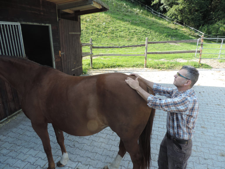 Tierhomoeopathischer-Notdienst-Tierphysiotherapie-Pferd4